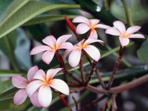 Frangipani Flowers (1)
